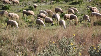 Απάτη με fake βοσκοτόπια και… θεατή τον ΟΠΕΚΕΠΕ