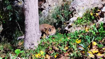 Ξεκινάει ο εμβολιασμός κατά της λύσσας για τις αλεπούδες