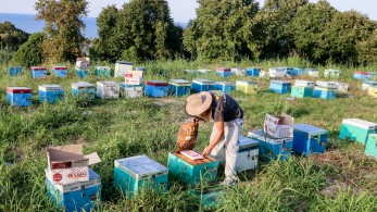 ΥΠΑΑΤ: υπεγράφησαν οι αποφάσεις για την ενίσχυση των μελισσοκόμων – Οι δικαιούχοι και τα ποσά