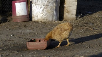 Υπουργείο Αγροτικής Ανάπτυξης: σε επιφυλακή για γρίπη πουλερικών από τη Βουλγαρία