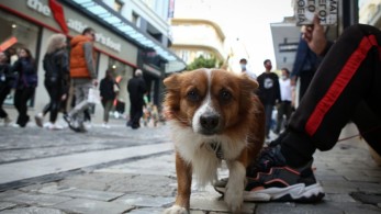 Εορταστικό ωράριο: πώς θα λειτουργήσουν τα εμπορικά καταστήματα