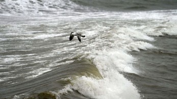 Τραγωδία στη Λήμνο: νεκρός βρέθηκε κτηνοτρόφος που παρασύρθηκε από χείμαρρο
