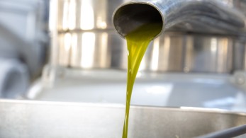 Ελαιόλαδο: μείωση κατά 40% της τιμής του - Αυξάνεται η παραγωγή παγκοσμίως