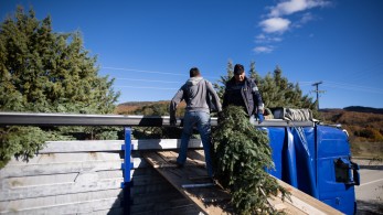 Ανάρπαστα τα έλατα του Ταξιάρχη Χαλκιδικής