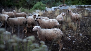 Εξισωτική αποζημίωση: στα 255,1 εκατ. ευρώ η δαπάνη Εξισωτική αποζημίωση: στα 255,1 εκατ. ευρώ η δαπάνη