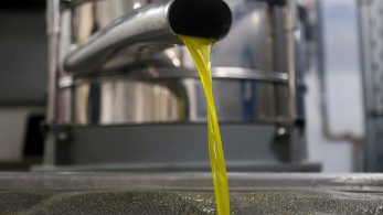 Ελαιόλαδο: Η αύξηση της παραγωγής έφερε αποκλιμάκωση των τιμών