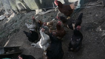 ΗΠΑ: πρώτος θάνατος ανθρώπου από γρίπη των πτηνών