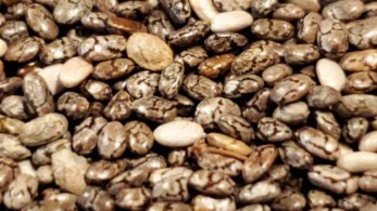 «Παγκόσμιο ''θησαυροφυλάκιο'' σπόρων» στο Σβάλμπαρντ- Κιβωτός της βιοποικιλότητας για τον πλανήτη