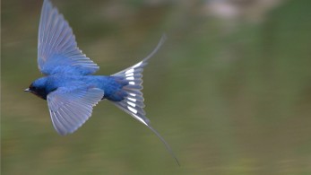 Περιοχές Natura 2000: H αξιοποίησή τους μπορεί να συνεισφέρει 2 δισ. ευρώ τον χρόνο