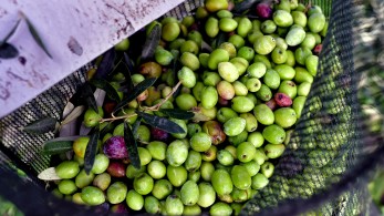 Τενεκέδες: οι ελιές είναι τεμπέλες