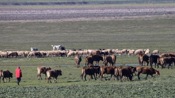 Ευλογιά των αιγοπροβάτων: νέο κρούσμα στον Αλμυρό Μαγνησίας