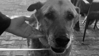 Ανεξήγητοι θάνατοι στο Καταφύγιο Αδέσποτων - «Αθήνα Ψηλά»: Επικίνδυνα αδιάφορη η Δημοτική Αρχή