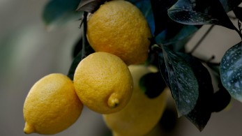 Κινδυνεύει να πεθάνει για λίγα λεμόνια