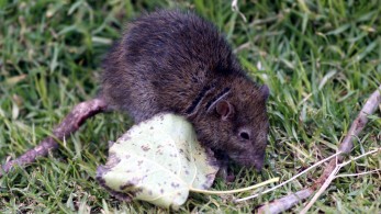 Νέα Σμύρνη: μαθητές και ποντίκια