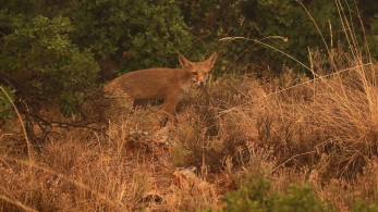 Κυψέλη: Σε κρίσιμη κατάσταση το αλεπουδάκι που έπεσε από βράχο