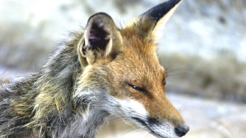 ΥπΑΑΤ: ξεκίνησε ο εναέριος εμβολιασμός αλεπούδων κατά της λύσσας