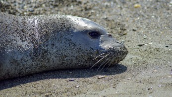 Νεκρή φώκια Monachus monachus στη Νάξο - Μπλεγμένα σε πετονιές τα πτερύγια (photos)