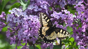 Καιρός: ανοιξιάτικο σκηνικό το Μ. Σάββατο – Πώς θα σουβλίσουμε τον οβελία