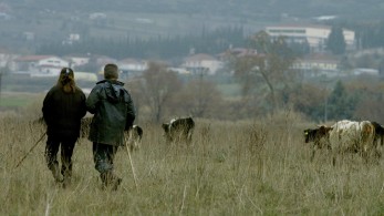 Νέος εφιάλτης για την ελληνική κτηνοτροφία