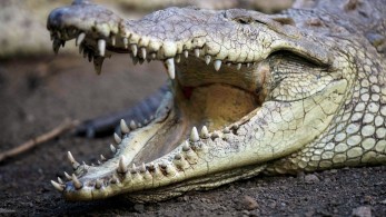 Σοκαριστικό βίντεο από επίθεση κροκόδειλου σε τουρίστα που πήγε να βγάλει selfie μαζί του