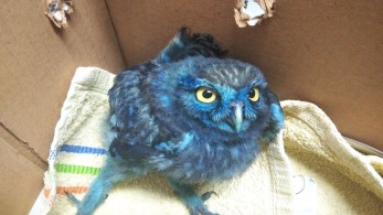 Άγνωστοι έβαψαν κουκουβάγια με μπογιά και κακοποίησαν χελώνες