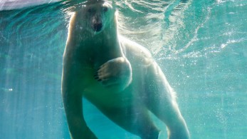 Δυσοίωνη μελέτη: Κινδυνεύουν να εξαφανιστούν οι πολικές αρκούδες