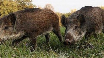 Αγριογούρουνο επιτέθηκε σε αντιδήμαρχο Δήμου της Π.Ε Τρικάλων