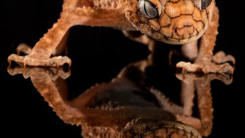 Αυστραλία: Τρία δισεκατομμύρια ζώα κάηκαν ή εκτοπίστηκαν στις φονικές πυρκαγιές