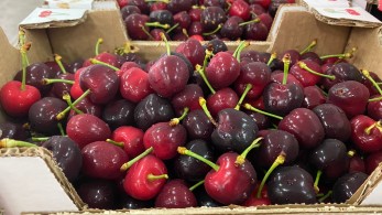 Τα “θεϊκά” κεράσια Ολύμπου κατακτούν τις ευρωπαϊκές αγορές