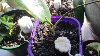 Βάζει ταμπόν στα φυτά, ο λόγος θα σας αφήσει με το στόμα ανοιχτό