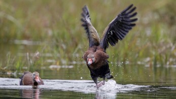 Πάπια παραβάτης στην Ελβετία – 52χλμ/ώρα σε ζώνη 30