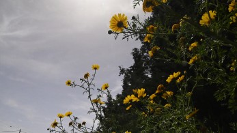 Καιρός: υψηλές θερμοκρασίες και αφρικανική σκόνη σε όλη τη χώρα