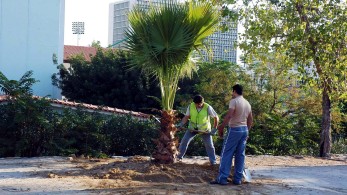 Με αλματώδη ρυθμό ο καθαρισμός των οικοπέδων