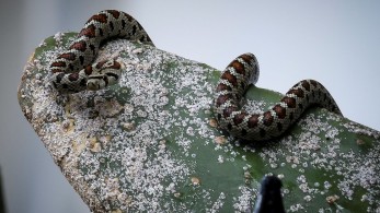 Αλόννησος: εσπευσμένα στο νοσοκομείο 19χρονος από τσίμπημα οχιάς