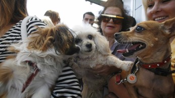 Εθνικό Μητρώο Ζώων Συντροφιάς: πόσα ζώα έχουν καταγραφεί - Πόσα είναι τα αδέσποτα