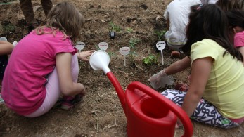 Λαχανόκηποι στα νηπιαγωγεία και τα δημοτικά από το ερχόμενο σχολικό έτος