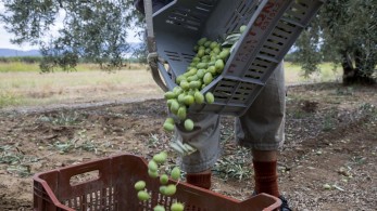 «Δίχτυ προστασίας» στους αγρότες από το ΥΠΑΑΤ – Ενισχύσεις και νέα εργαλεία