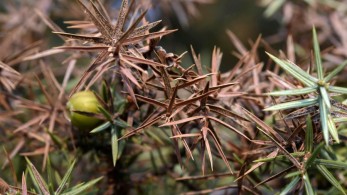 «Καμπανάκι» για τα ελληνικά δάση: μάστιγα οι ασθένειες και η εγκατάλειψη