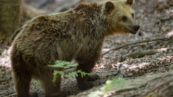Καστοριά: αρκούδα εμφανίστηκε σε αυλή σχολείου στο Νεστόριο Καστοριά: αρκούδα εμφανίστηκε σε αυλή σχολείου στο Νεστόριο