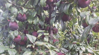 Κάμερες, ραδιοφωνάκια και διανυκτέρευση στο χωράφι στη μάχη κατά της κλοπής φρούτων σε Πέλλα και Ημαθία