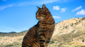 Καλαμαριά: πρόστιμο 50.000€ στον 34χρονο που κλώτσησε και πάτησε με το αυτοκίνητο ένα γατάκι