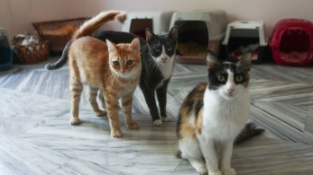 Καλαμαριά: συνελήφθη 34χρονος για τη βάναυση δολοφονία γάτας