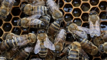 Από 23/05 έως 02/06 οι αιτήσεις για το πρόγραμμα προστασίας μελισσοσμηνών ύψους σχεδόν 19 εκατ. ευρώ