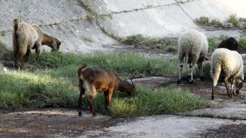 Μια σπέκουλα ελευθέρας βοσκής Μια σπέκουλα ελευθέρας βοσκής