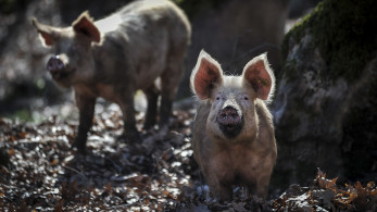 Συναγερμός στις Σέρρες: επιβεβαιωμένο κρούσμα Αφρικανικής Πανώλης των Χοίρων στην Κορμίστα