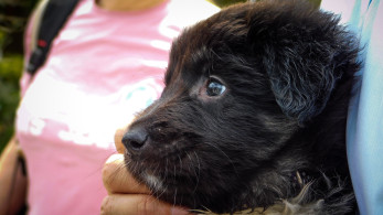 Βασίλης Σπανάκης: Φροντίδα και αγάπη για τα αδέσποτα της πατρίδας μας