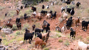 ΟΠΕΚΕΠΕ: Η κυβέρνηση απαντά μετά τη δικογραφία – Σε εξέλιξη η διερεύνηση των ευθυνών