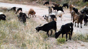 ΟΠΕΚΕΠΕ: Η κυβέρνηση βάζει τάξη - η αντιπολίτευση κραυγάζει