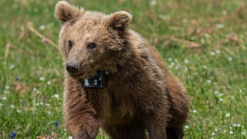 Ξαναγύρισε στο δάσος η Μάρθα, το ορφανό αρκουδάκι που είχε βρεθεί σε αυλή σπιτιού Ξαναγύρισε στο δάσος η Μάρθα, το ορφανό αρκουδάκι που είχε βρεθεί σε αυλή σπιτιού