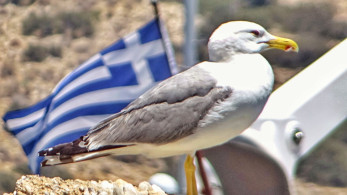 ΕΟΤ: διάκριση της Ελλάδας στα τουριστικά βραβεία «The Trazees και Wherever 2025» ΕΟΤ: διάκριση της Ελλάδας στα τουριστικά βραβεία «The Trazees και Wherever 2025»